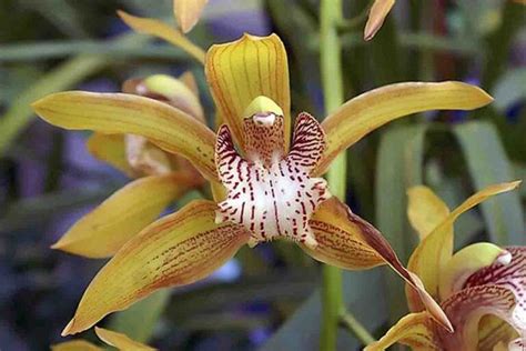 Orqu Deas De Ch O Tipos De Esp Cies E Como Cuidar Orquideas Cymbidium