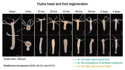 Hydra – Biology, Classification, Characteristics, and Reproduction