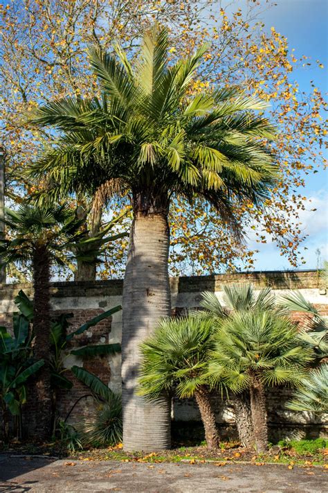 Palm Tree With Spikes On Trunk Palm Tree