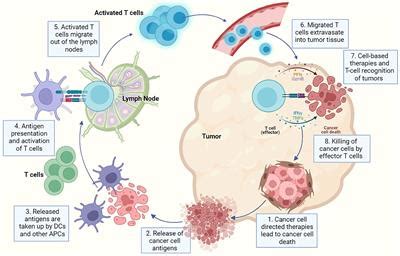 Frontiers Targeting Tumour Associated Fibroblasts In Cancers