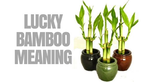 Lucky Bamboo Meaning And Use For Good Feng Shui Youtube