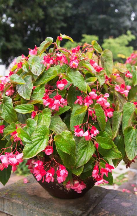 Full Sun Dragon Wing Begonias