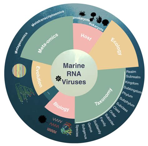 Imeta｜中科院上海巴斯德所崔杰组综述海洋rna病毒圈的二十年研究腾讯新闻