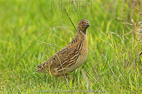 Common Quail Stock Photo Minden Pictures