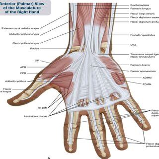 4 The Image Of The Right Hand Provides A Proper Insight On The