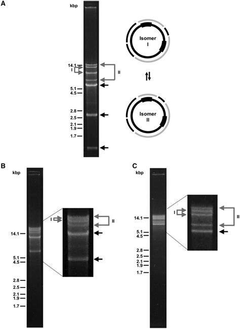 Restriction Enzyme Analysis Reveals Circular Mapping Genome Isomers