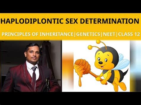 Haplo Diplontic Sex Determination In Honeybee Principles Ofinheritance Variation Class