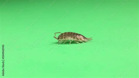 Video Stock Woodlouse Pill Bug On A Green Background Wood Louse