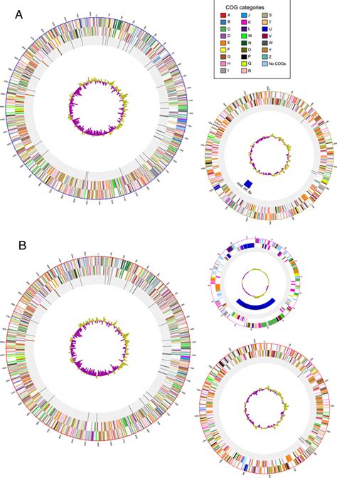 Circular Representation Of The Sequenced Genomes A N Galegae Sv