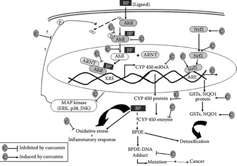 2 Schematic Presentation Of Possible Steps At Which Curcumin Exhibits