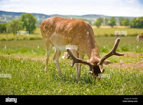 Grazing Deer High Resolution Stock Photography And Images Alamy