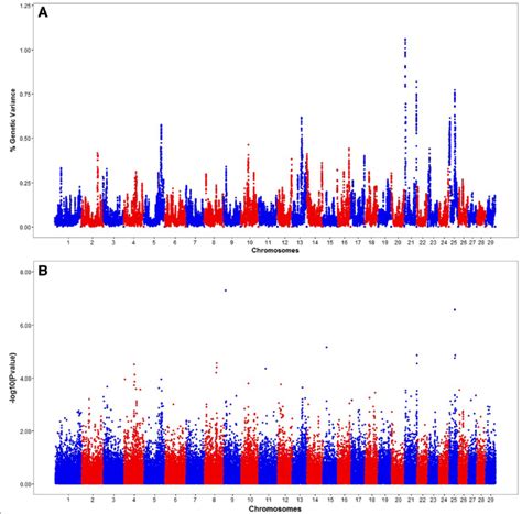 Manhattan Plots Showing The Results Of The Genome Wide Association Download Scientific Diagram