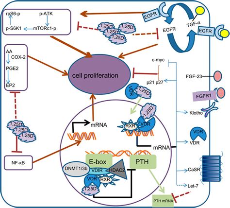 Frontiers Mechanism Of Calcitriol Regulating Parathyroid Cells In