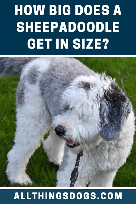 Sheepadoodle Size | Sheepadoodle, Dogs, Large dog breeds