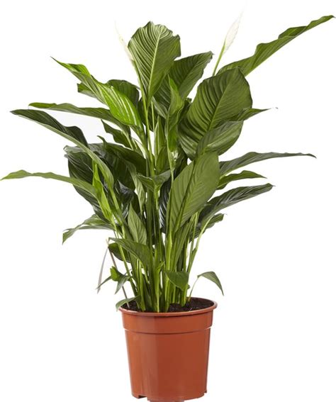 Kamerplant Van Botanicly Lepelplant Hoogte Cm Spathiphyllum