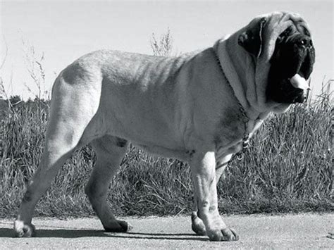 Aicama Zorba Worlds Biggest Dog