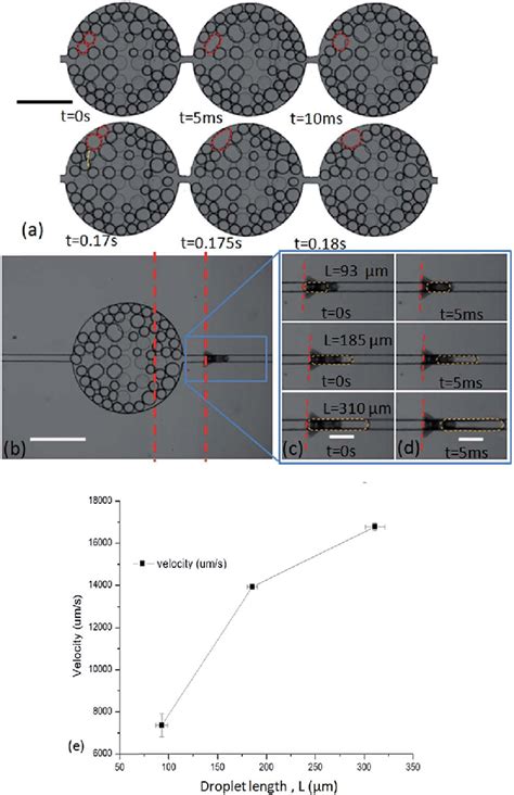 (a) The fusion of three oil droplets over time. The droplets which fuse ...