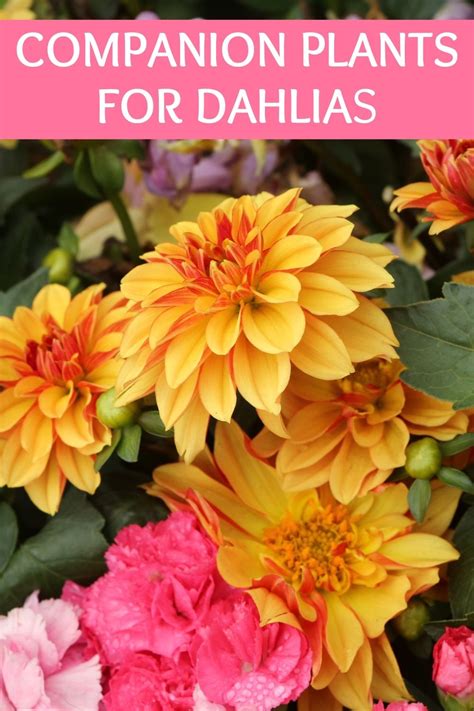 Companion Planting Dahlias The Ultimate Guide To Growing Beautiful