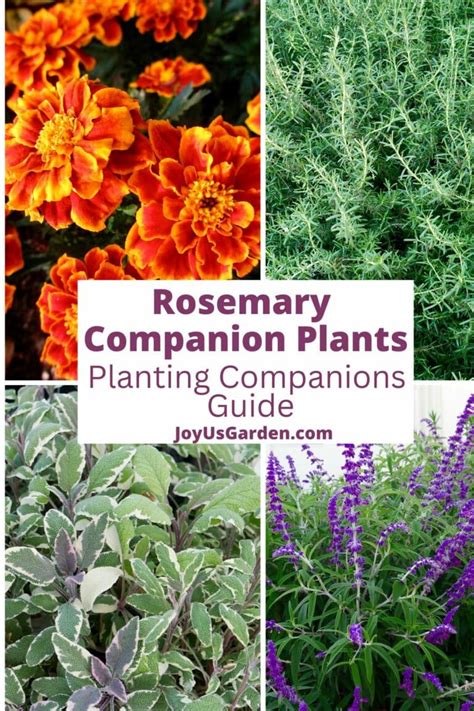 Rosemary Companion Plants A Planting Companions Guide