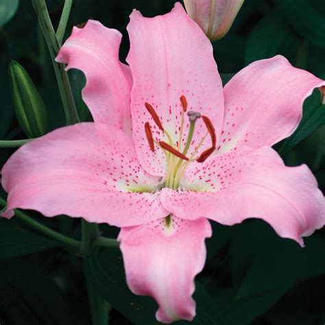 Lily Oriental Josephine New Items J W Jung Seed Company