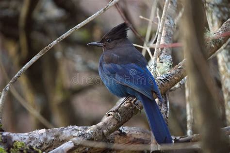 Steller S Jay Feeding in Woods Stock Photo - Image of limited, occurs: 311551792