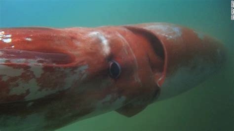 Giant Squid Surfaces In Japanese Harbor Cnn