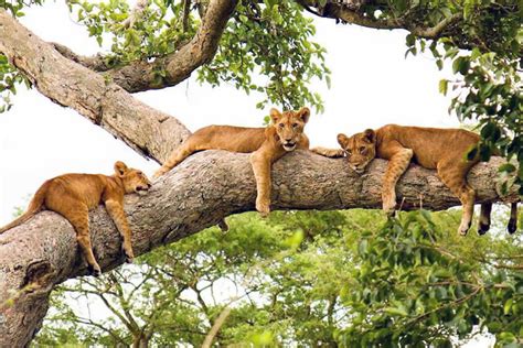 Tree Climbing Lions Of Ishasha Uganda S Strange Lions Exclusive