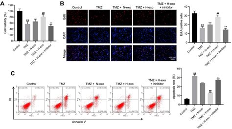 Exosomes Derived From Hypoxic Glioma Cells Reduced Tmz Sensitivity In