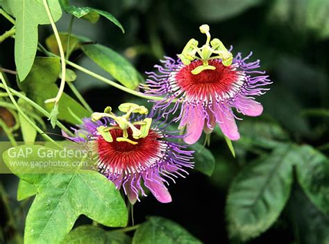 Gap Gardens Passiflora Amethystina Image No 0087485 Photo By Elke Borkowski