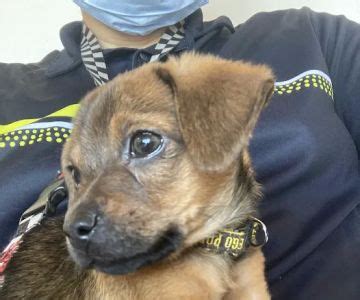 Pet Emergency & Specialty Center - La Mesa