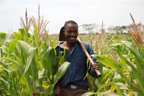 New Project To Ramp Up Genetic Gains In Maize For Better Livelihoods