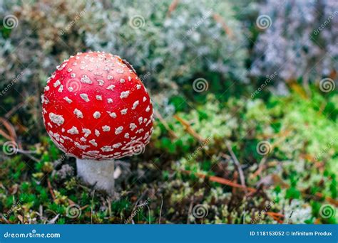 Amanita Muscaria Poisonous Mushroom Stock Photo Image Of Cone Leaves