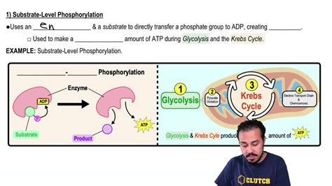 Substrate Level Phosphorylation Is Utilized To Create Atp In Whic