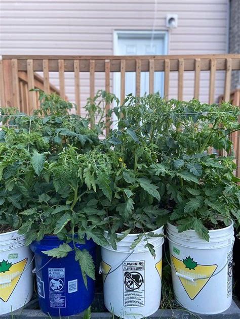 17 Vegetables To Grow In 5 Gallon Buckets 12 Inches Pots Growing