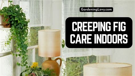 Creeping Fig Care Indoors 9 Easy To Follow Tips