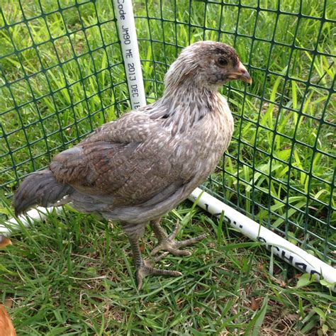 Pullet Or Cockerel 6 Weekers BackYard Chickens Learn How To Raise