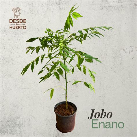 arbol de jobo enano desde mi huerto