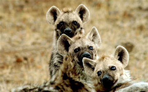 Hyena Animal Wallpaper