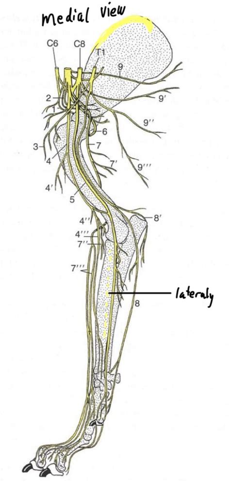 Plexus Brachialis Medial View Diagram Quizlet