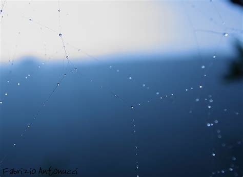 Gocce Di Rugiada Drops Of Dew Fabrizio Antonucci Flickr