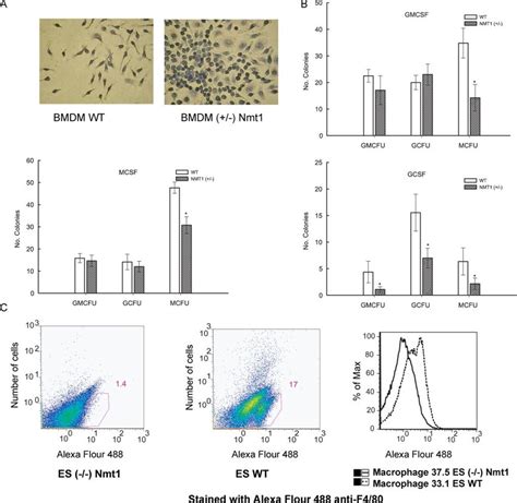 Monocyte/macrophage differentiation of bone marrow cells or ES cells ...