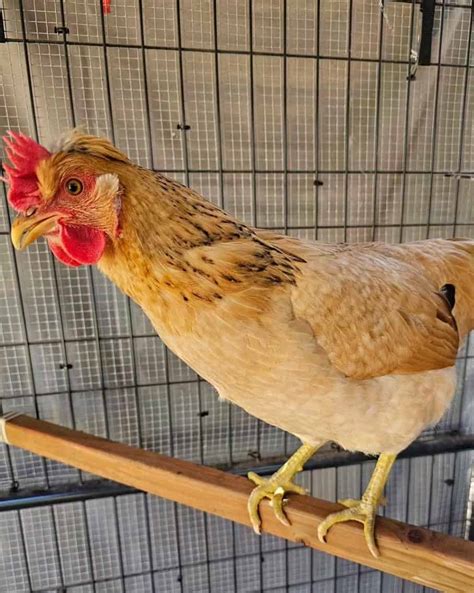 What Are Gold Sex Link Chickens A Comprehensive Guide