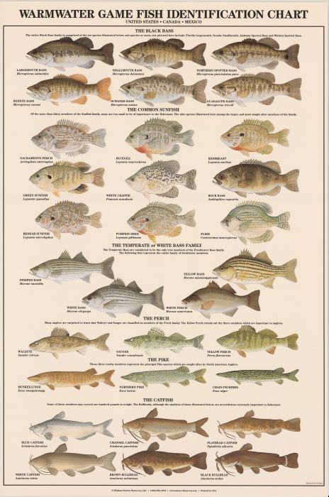 Warmwater Game Fish Identification Poster - Durango Fly Fishing Guides ...