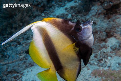 A Red Sea Bannerfish Heniochus Intermedius In Egypt