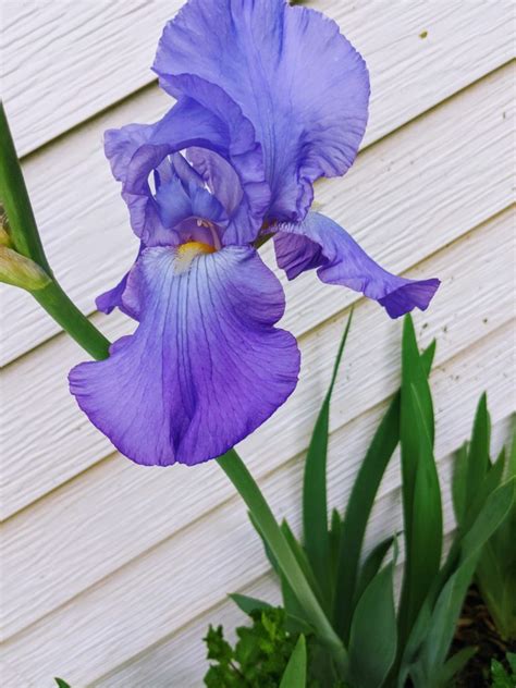 Transplanting Iris Bulbs Dividing Irises For New Spaces Bunnys Garden