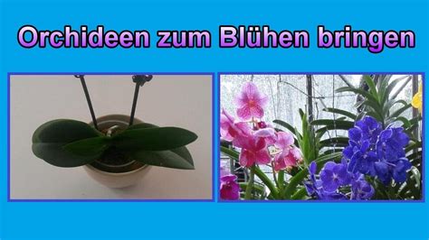 Orchideen wieder zum Blühen bringen Pflege Tipps Orchidee blüht