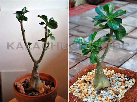 Kalachuchi Atbp: Bulaklak!