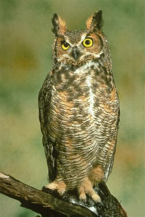 Great Horned Owl Its Nature