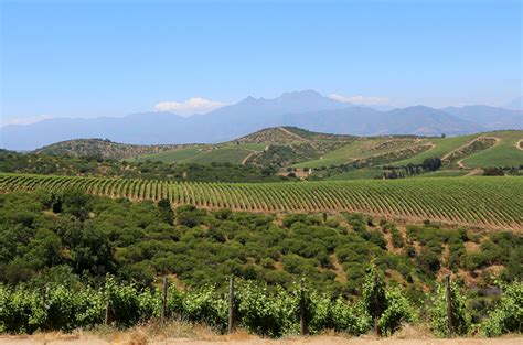 Chile harvest 2019: Promising vintage but yield drops across Chile ...