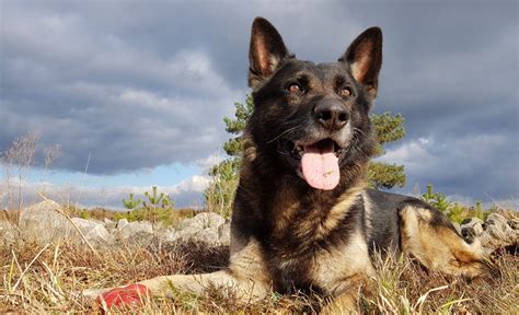 World Cup 2018 England Soccer Fans Harass Police Dog For Being German